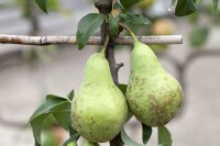 Terrassenobst Zwergobst Sorten im Topf gewachsen Pyrus communis Birne Conferencebirne Terrassenobst Zwergobst