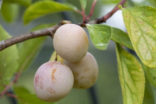 Terrassenobst Zwergobst Sorten im Topf gewachsen Prunus domestica Mirabelle von Nancy Terrassenobst Zwergobst