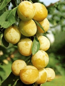 Terrassenobst Zwergobst Prunus domestica Mirabelle von Nancy