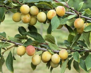 Terrassenobst Zwergobst Sorten im Topf gewachsen Prunus domestica Mirabelle von Nancy Terrassenobst Zwergobst