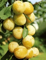 Terrassenobst Zwergobst Sorten im Topf gewachsen Prunus domestica Mirabelle von Nancy Terrassenobst Zwergobst