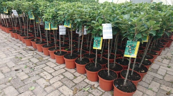 Terrassenobst Zwergobst Sorten im Topf gewachsen Prunus avium Kirsche Stella Terrassenobst Zwergobst