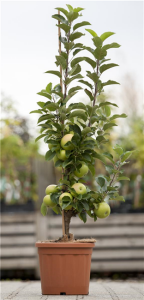 Terrassenobst Zwergobst Sorten im Topf gewachsen Prunus avium Kirsche Stella Terrassenobst Zwergobst