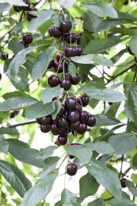 Terrassenobst Zwergobst Sorten im Topf gewachsen Prunus avium Kirsche Stella Terrassenobst Zwergobst