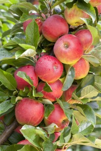 Terrassenobst Zwergobst Sorten im Topf gewachsen Prunus avium Kirsche Stella Terrassenobst Zwergobst