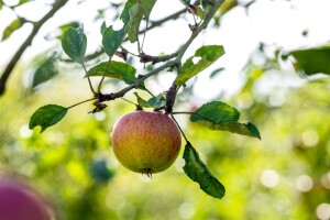 Terrassenobst Zwergobst Sorten im Topf gewachsen Prunus avium Kirsche Stella Terrassenobst Zwergobst