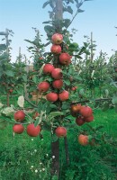 Terrassenobst Zwergobst Sorten im Topf gewachsen Prunus avium Kirsche Stella Terrassenobst Zwergobst