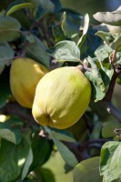 Terrassenobst Zwergobst Sorten im Topf gewachsen Prunus avium Kirsche Stella Terrassenobst Zwergobst