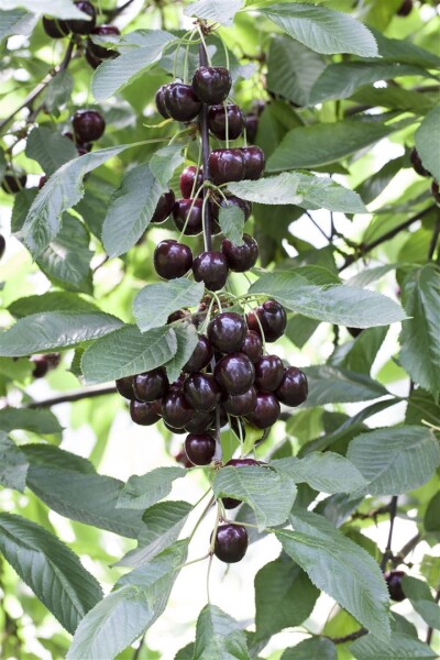 Terrassenobst Zwergobst Sorten im Topf gewachsen Prunus avium Kirsche Schattenmorelle  Terrassenobst Zwergobst