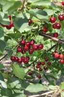 Terrassenobst Zwergobst Sorten im Topf gewachsen Prunus avium Kirsche Schattenmorelle  Terrassenobst Zwergobst