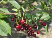 Terrassenobst Zwergobst Sorten im Topf gewachsen Prunus avium Kirsche Schattenmorelle  Terrassenobst Zwergobst