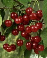 Terrassenobst Zwergobst Sorten im Topf gewachsen Prunus avium Kirsche Schattenmorelle  Terrassenobst Zwergobst