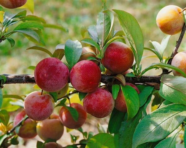 Terrassenobst Zwergobst Prunus domestica Königin Victoria