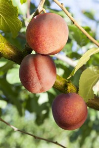 Terrassenobst Zwergobst Prunus domestica Königin Victoria