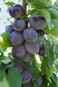 Terrassenobst Zwergobst Sorten im Topf gewachsen Prunus domestica Haus Zwetsche Terrassenobst Zwergobst