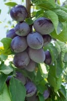 Terrassenobst Zwergobst Sorten im Topf gewachsen Prunus domestica Haus Zwetsche Terrassenobst Zwergobst