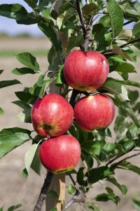 Terrassenobst Zwergobst Sorten im Topf gewachsen Malus Apfel Elstar Terrassenobst Zwergobst