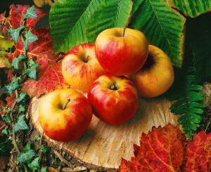 Terrassenobst Zwergobst Sorten im Topf gewachsen Malus Apfel Elstar Terrassenobst Zwergobst