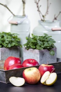 Terrassenobst Zwergobst Sorten im Topf gewachsen Malus Apfel Elstar Terrassenobst Zwergobst