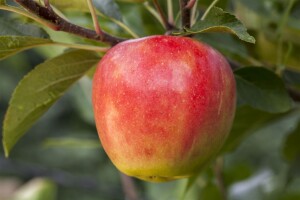 Terrassenobst Zwergobst Sorten im Topf gewachsen Malus Apfel Elstar Terrassenobst Zwergobst