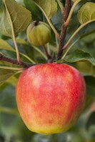 Terrassenobst Zwergobst Sorten im Topf gewachsen Malus Apfel Elstar Terrassenobst Zwergobst