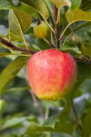 Terrassenobst Zwergobst Sorten im Topf gewachsen Malus Apfel Elstar Terrassenobst Zwergobst