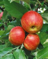 Terrassenobst Zwergobst Sorten im Topf gewachsen Malus Apfel Elstar Terrassenobst Zwergobst