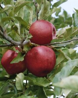 Terrassenobst Zwergobst Sorten im Topf gewachsen Malus Apfel Elstar Terrassenobst Zwergobst