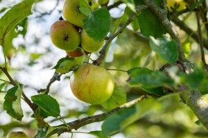 Terrassenobst Zwergobst Sorten im Topf gewachsen Malus Apfel Cox Orange Terrassenobst Zwergobst