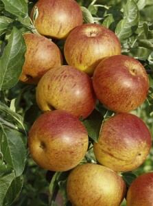 Terrassenobst Zwergobst Sorten im Topf gewachsen Malus Apfel Cox Orange Terrassenobst Zwergobst