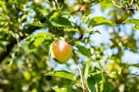 Terrassenobst Zwergobst Sorten im Topf gewachsen Malus...