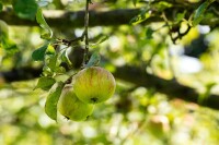 Terrassenobst Zwergobst Sorten im Topf gewachsen Malus Apfel Cox Orange Terrassenobst Zwergobst