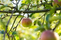 Terrassenobst Zwergobst Sorten im Topf gewachsen Malus Apfel Cox Orange Terrassenobst Zwergobst