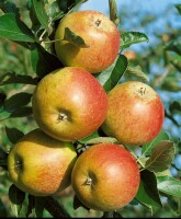 Terrassenobst Zwergobst Sorten im Topf gewachsen Malus Apfel Cox Orange Terrassenobst Zwergobst