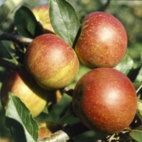 Terrassenobst Zwergobst Sorten im Topf gewachsen Malus Apfel Cox Orange Terrassenobst Zwergobst