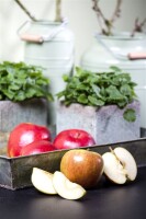 Terrassenobst Zwergobst Sorten im Topf gewachsen Malus Apfel Cox Orange Terrassenobst Zwergobst