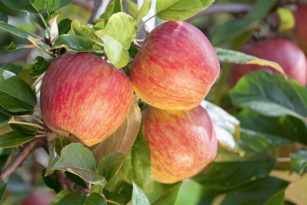 Terrassenobst Zwergobst Sorten im Topf gewachsen Malus Apfel Gala