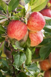 Terrassenobst Zwergobst Sorten im Topf gewachsen Malus Apfel Gala Terrassenobst Zwergobst