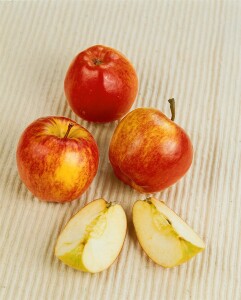 Terrassenobst Zwergobst Sorten im Topf gewachsen Malus Apfel Gala Terrassenobst Zwergobst