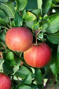 Terrassenobst Zwergobst Sorten im Topf gewachsen Malus Apfel Gala Terrassenobst Zwergobst