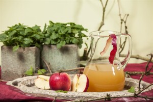 Terrassenobst Zwergobst Sorten im Topf gewachsen Malus Apfel Gala Terrassenobst Zwergobst