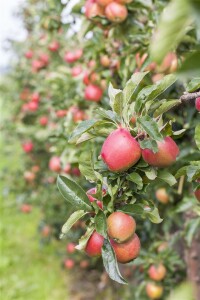 Terrassenobst Zwergobst Sorten im Topf gewachsen Malus Apfel Gala Terrassenobst Zwergobst