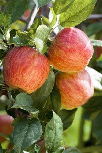 Terrassenobst Zwergobst Sorten im Topf gewachsen Malus Apfel Gala