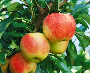 Terrassenobst Zwergobst Sorten im Topf gewachsen Malus Apfel Gala