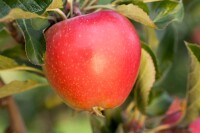 Terrassenobst Zwergobst Sorten im Topf gewachsen Malus Apfel Gala Terrassenobst Zwergobst