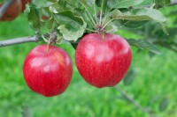 Terrassenobst Zwergobst Sorten im Topf gewachsen Malus Apfel Gala Terrassenobst Zwergobst