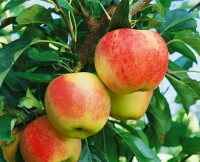 Terrassenobst Zwergobst Sorten im Topf gewachsen Malus Apfel Gala Terrassenobst Zwergobst