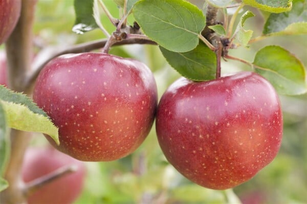 Terrassenobst Zwergobst Sorten im Topf gewachsen Malus Apfel Jonagold Terrassenobst Zwergobst