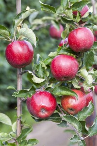 Terrassenobst Zwergobst Sorten im Topf gewachsen Malus Apfel Jonagold Terrassenobst Zwergobst