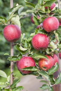 Terrassenobst Zwergobst Sorten im Topf gewachsen Malus Apfel Jonagold Terrassenobst Zwergobst